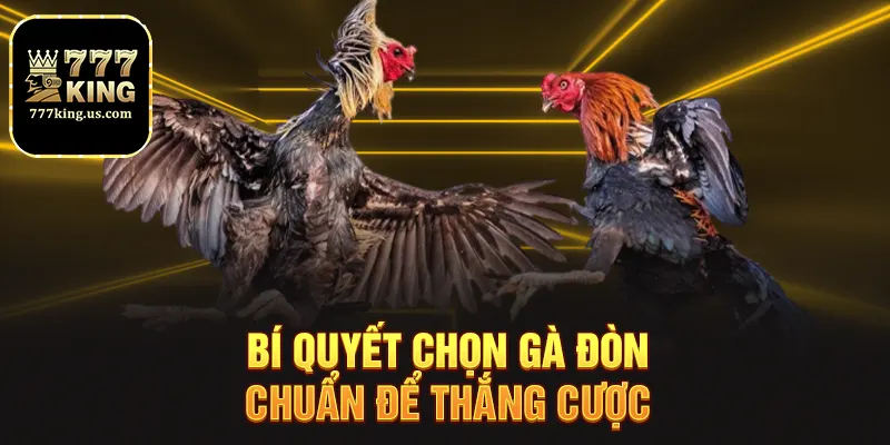 Đá Gà Đòn Tại 777king Kịch Tính Và Hấp Dẫn Mỗi Ngày 3 Bí quyết chọn gà đòn chuẩn để thắng cược
