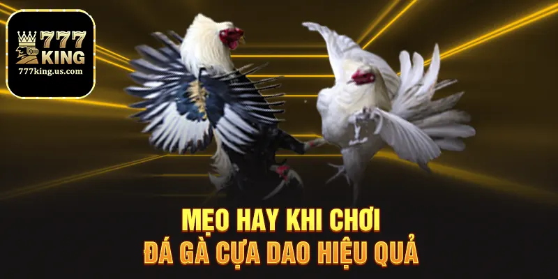 Đá Gà Cựa Dao – Trải Nghiệm Đỉnh Cao Cá Cược Tại 777king 3 Mẹo hay khi chơi đá gà cựa dao hiệu quả